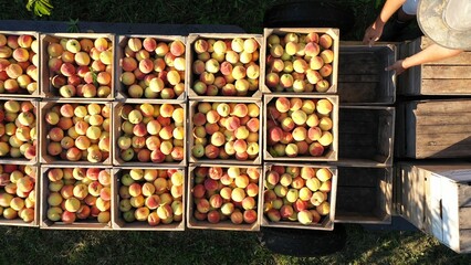 Closeup aerial of peaches in crates on a flatbed trailer showing tractor and men in a fruit orchard at sunrise.