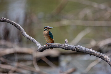 Common Kingfisher