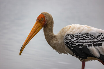 Painted Stork