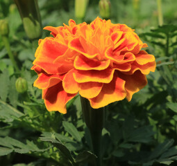 orange rose flower