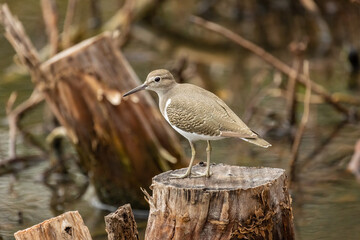 Sandpiper bird
