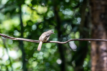 back view of Streak-eared bulbul perching on tree branch