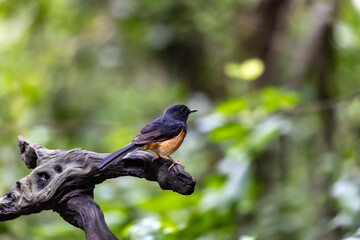 White-rumped shama (Copsychus malabaricus) perched on stump or tree branch showing sideview.