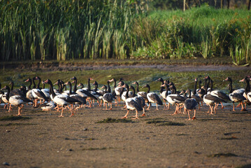 BIRDS- Australia- Large Format Shot of a Large Flock of Wild Magpie Geese on a Beach