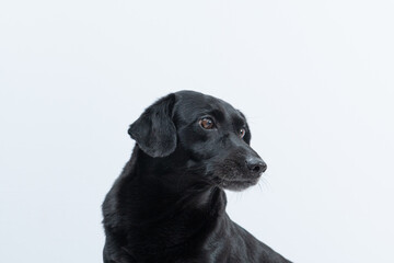 retrato de pet com caretas