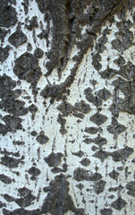 Obraz premium Texture of tree bark for background, wallpaper.