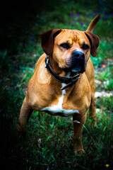 english bulldog portrait