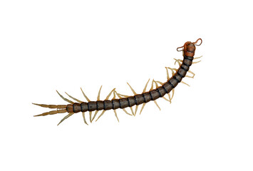 Centipede isolated on white background. Arthropoda has a segmented body and a jointed appendage extending from each segment of the body.
