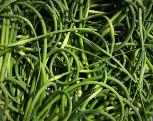 green arrows of garlic on a light background