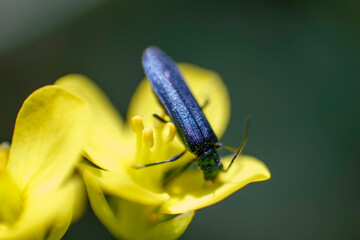 クロジョウカイ