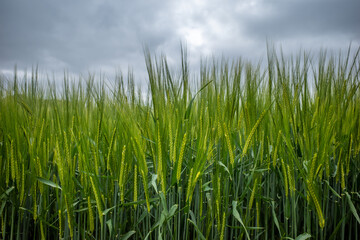 Fototapeta na wymiar Green wheat field and grey sky