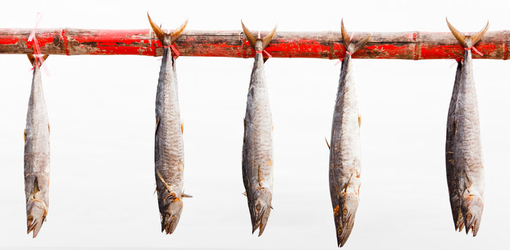 scomberomorus fish salted.