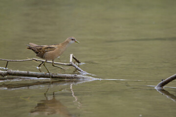 bird, natur, wild lebende tiere, robin, tier, wasser, bird