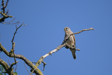 bird, baum, natur, himmel, ast, wild lebende tiere, tier