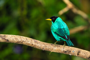 Green Honeycreeper Tanager