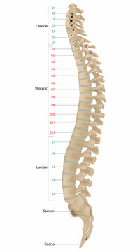 The vertebral column, also known as the backbone or spine. The human vertebral column and its regions Coccyx, Sacrum, Lumbar, Thoracic, Cervical. Lateral Anatomy of a vertebra