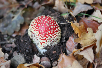 Amanita muscaria  (Amanita muscaria)