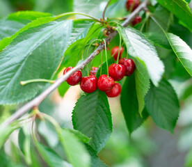 Branch of ripe cherries on a tree in a garden