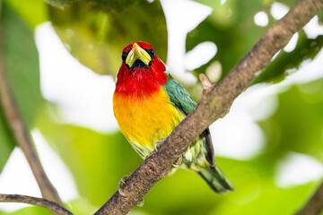 Red Headed Barbet