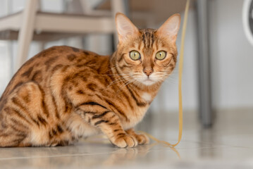 Portrait of a Bengal cat sitting on the floor in the room.