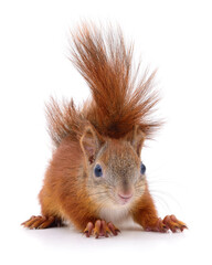 Eurasian red squirrel.