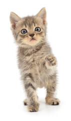 Kitten on white background.