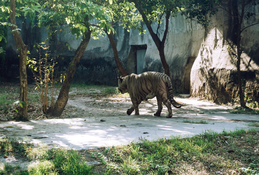 A Bengal Tiger (Panthera tigris tigris) in a zoo. It is among the biggest wild cats alive today.