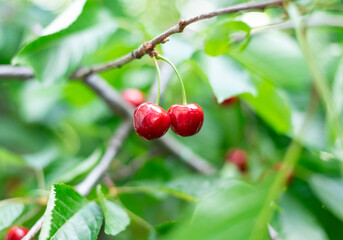 Branch of ripe cherries on a tree in a garden