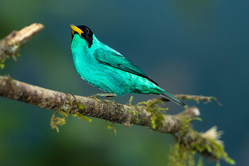 Green Honeycreeper Tanager