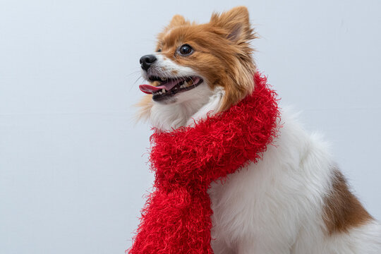 cachorro de cachecol vermelho