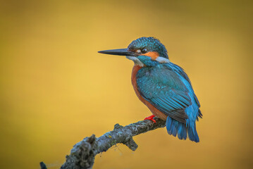 kingfisher perched on a log, with warm colors out of focus background