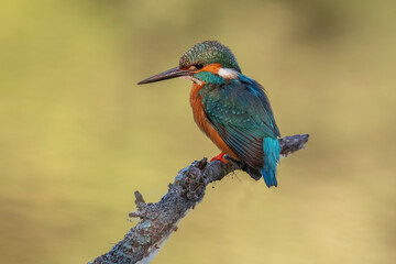 kingfisher perched on a log, with warm colors out of focus background