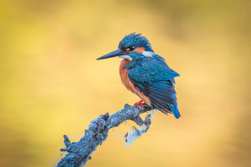 Obraz premium kingfisher perched on a log, with warm colors out of focus background