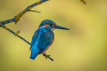 kingfisher perched on a log, with warm colors out of focus background