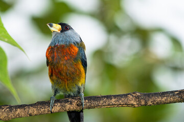 Toucan Barbet