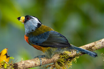 Toucan Barbet