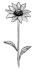 VECTOR DRAWING OF A BLACK FLOWERING RUDBECKIA ON A WHITE BACKGROUND