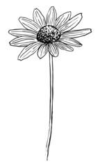 VECTOR DRAWING OF A BLACK FLOWERING RUDBECKIA ON A WHITE BACKGROUND