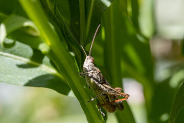 Closeup of a Meadow Grasshopper on a stalk of a garden flower.