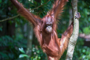 Young orangutan hangs on liana in the jungle