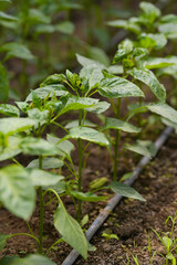 Pepper plants cultivation in a greenhouse. Farming and agriculture industry.