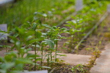 Pepper plants cultivation in a greenhouse. Farming and agriculture industry.