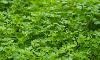 Parsley cultivation in a greenhouse. A lot of parsley plants photo that can be used as background. Agriculture industry.