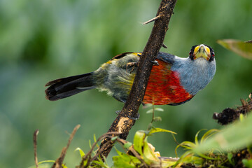 Toucan Barbet