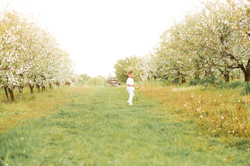 A little boy in a white shirt and pants runs across the meadow along the flowering apple trees.