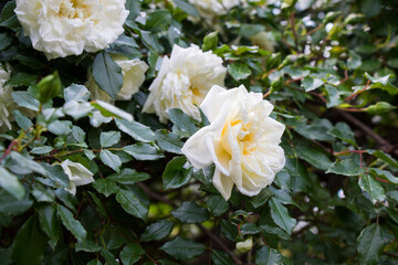 Beautiful white roses, tree of white roses