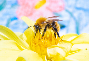 A bumble-bee collecting pollen in a yellow flower. A humble-bee working on a garden flower.