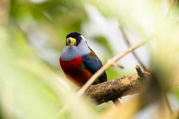 Toucan Barbet