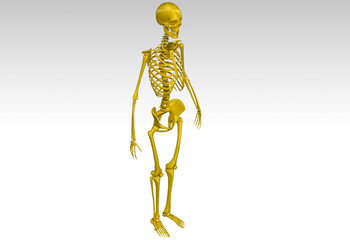 skeleton human 3D rendering realistic