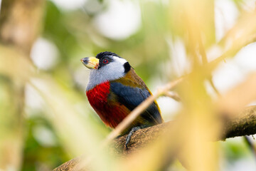 Toucan Barbet